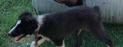 Lost Male Dog last seen MacArthur and 50th, Bethany, OK 73008