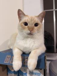 Lost Female Cat last seen Rua Morada Nova de Minas, Cidade Centenário, SP 03933-020