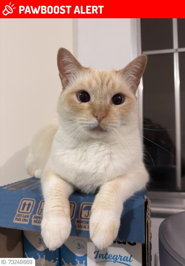 Lost Female Cat last seen Rua Morada Nova de Minas, Cidade Centenário, SP 03933-020
