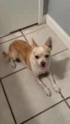 Found/Stray Male Dog last seen Sunflower, across street from U-haul, Covina, CA 91722