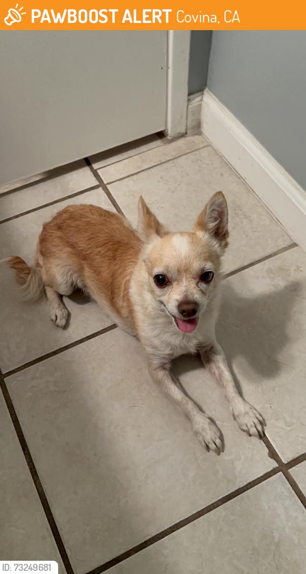 Found/Stray Male Dog last seen Sunflower, across street from U-haul, Covina, CA 91722