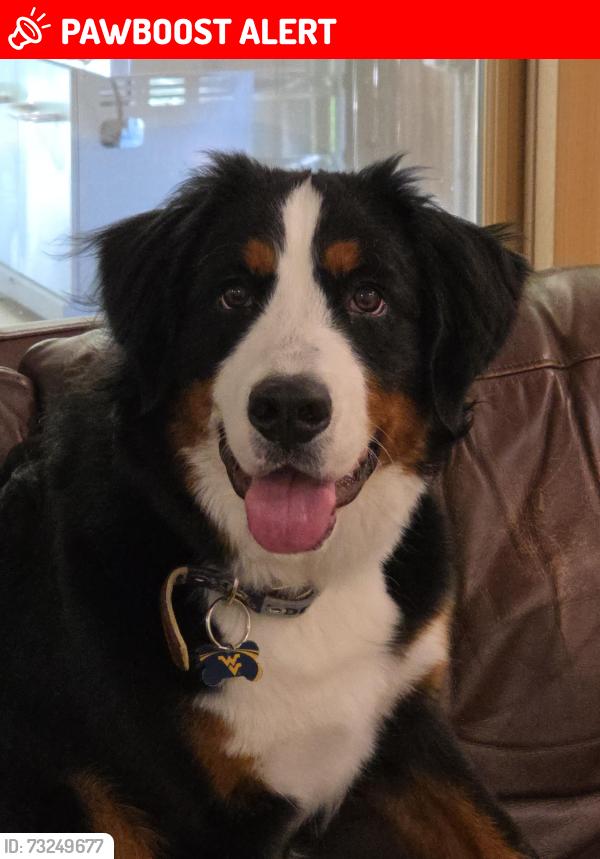 Lost Female Dog last seen Waterbury Rd, Anne Arundel County, MD 21032