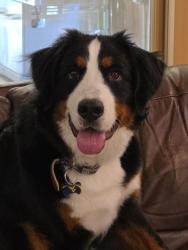 Lost Female Dog last seen Waterbury Rd, Anne Arundel County, MD 21032