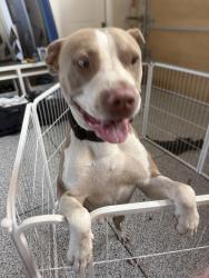 Found/Stray Male Dog last seen Highland Ave., Carlsbad, CA 92008