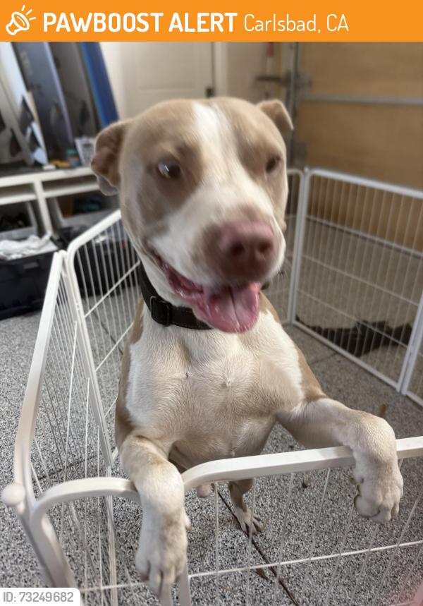 Found/Stray Male Dog last seen Highland Ave., Carlsbad, CA 92008