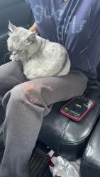 Lost Male Cat last seen Near Rue Hanson Cowansville, Cowansville, QC J2K 3E9
