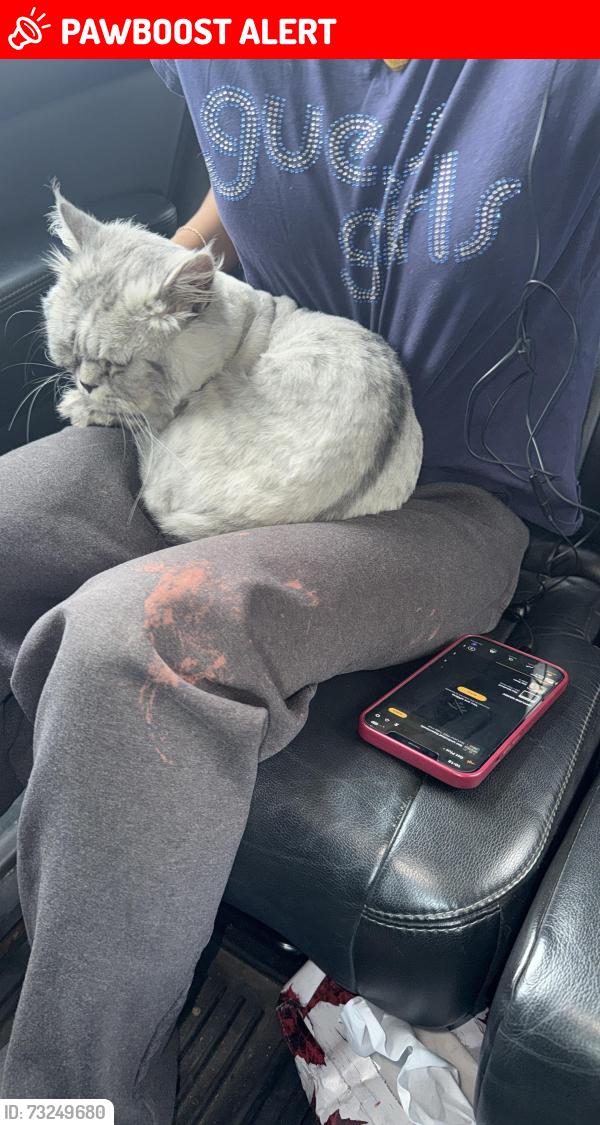 Lost Male Cat last seen Near Rue Hanson Cowansville, Cowansville, QC J2K 3E9