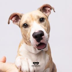 Shelter Stray Male Dog last seen , 3607 N Armenia Ave, Tampa, FL 33607, USA