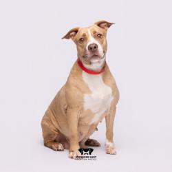 Shelter Stray Female Dog last seen , 3607 N Armenia Ave, Tampa, FL 33607, USA