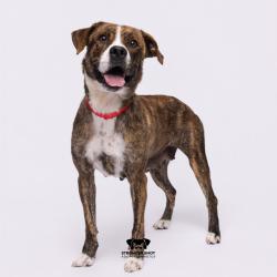 Shelter Stray Female Dog last seen , 3607 N Armenia Ave, Tampa, FL 33607, USA