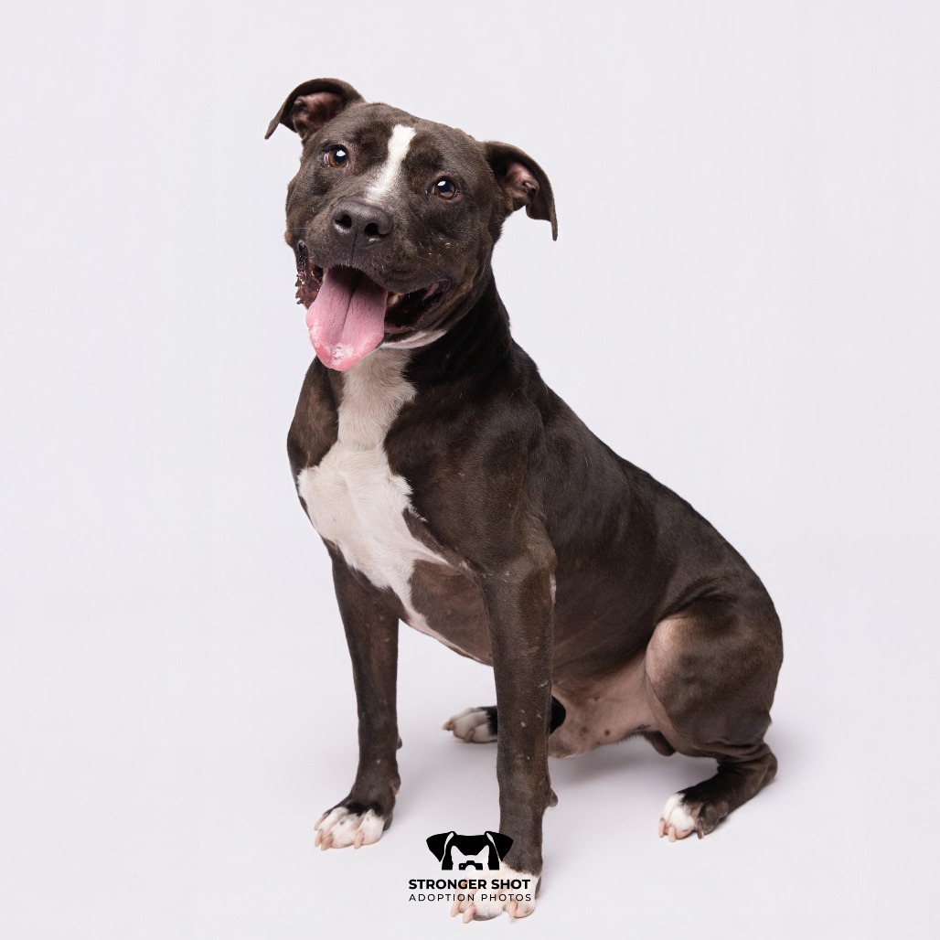 Shelter Stray Male Dog last seen , 3607 N Armenia Ave, Tampa, FL 33607, USA