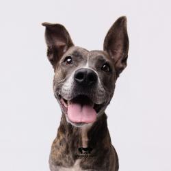Shelter Stray Female Dog last seen , 3607 N Armenia Ave, Tampa, FL 33607, USA