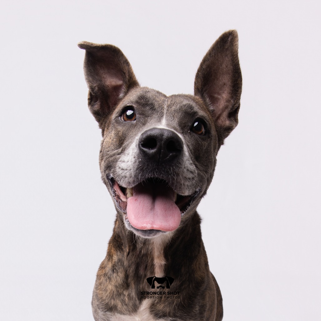 Shelter Stray Female Dog last seen , 3607 N Armenia Ave, Tampa, FL 33607, USA