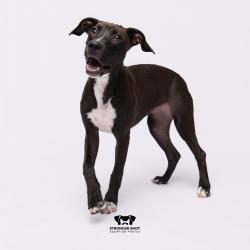 Shelter Stray Female Dog last seen , 3607 N Armenia Ave, Tampa, FL 33607, USA