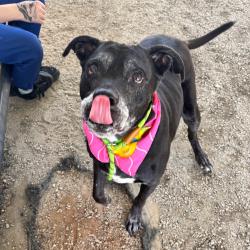 Shelter Stray Female Dog last seen , 328 Furman Hall Rd, Greenville, SC 29609, USA