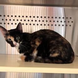 Shelter Stray Female Cat last seen , 3428 S Jenkins Ave, Norman, OK 73072, USA