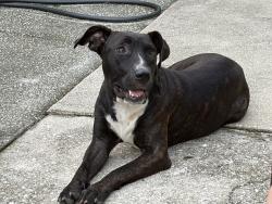 Found/Stray Female Dog last seen Lenox & Luna, Jacksonville, FL 32205