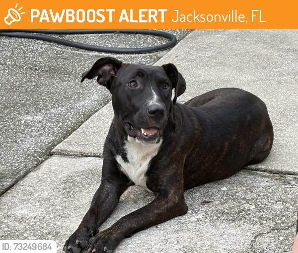 Found/Stray Female Dog last seen Lenox & Luna, Jacksonville, FL 32205