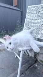 Found/Stray Unknown Cat last seen willowbank street and pacific avenue west, Winnipeg, MB R2R 0K4
