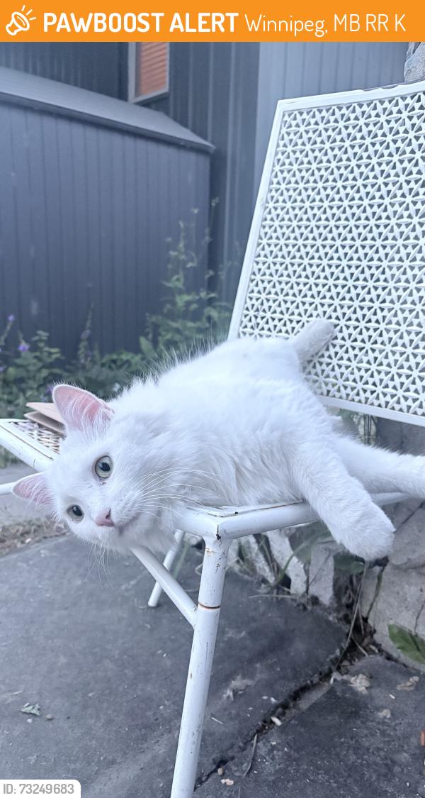 Found/Stray Unknown Cat last seen willowbank street and pacific avenue west, Winnipeg, MB R2R 0K4