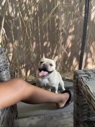 Lost Male Dog last seen Marysville Blvd., Sacramento, CA 95838