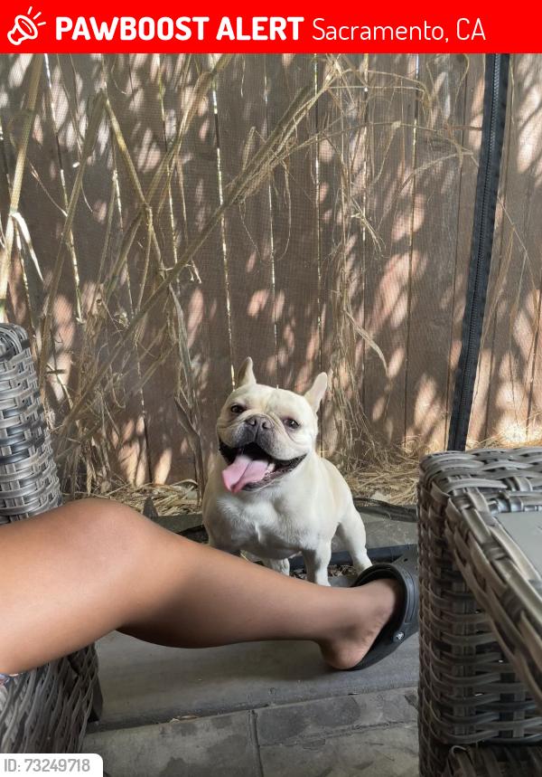 Lost Male Dog last seen Marysville Blvd., Sacramento, CA 95838