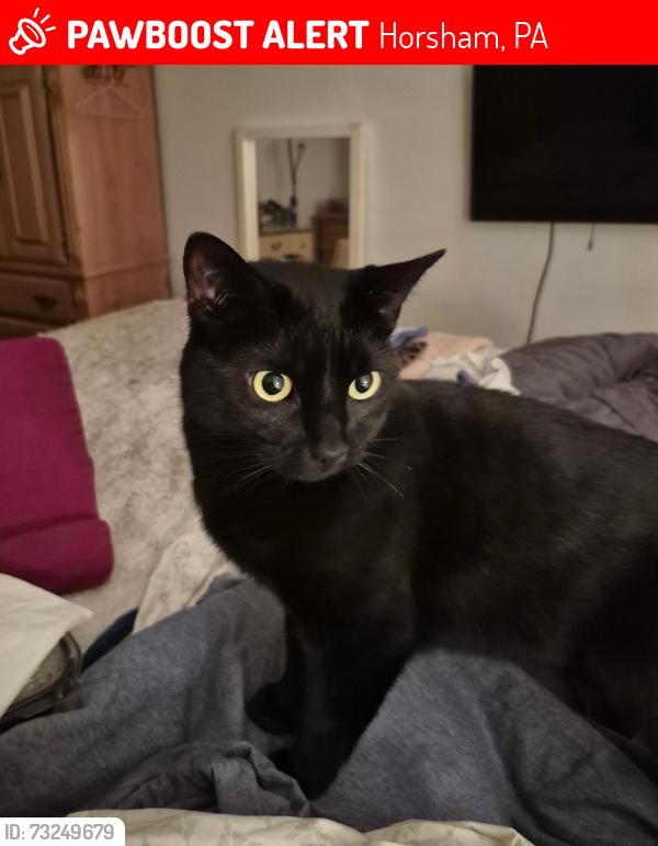 Lost Male Cat last seen Upland Avenue, Summer Ave, Horsham, PA 19044