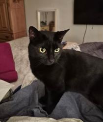 Lost Male Cat last seen Upland Avenue, Summer Ave, Horsham, PA 19044