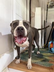 Found/Stray Female Dog last seen Glenwood/candler, DeKalb County, GA 30032