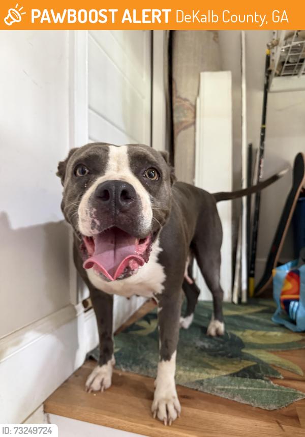 Found/Stray Female Dog last seen Glenwood/candler, DeKalb County, GA 30032
