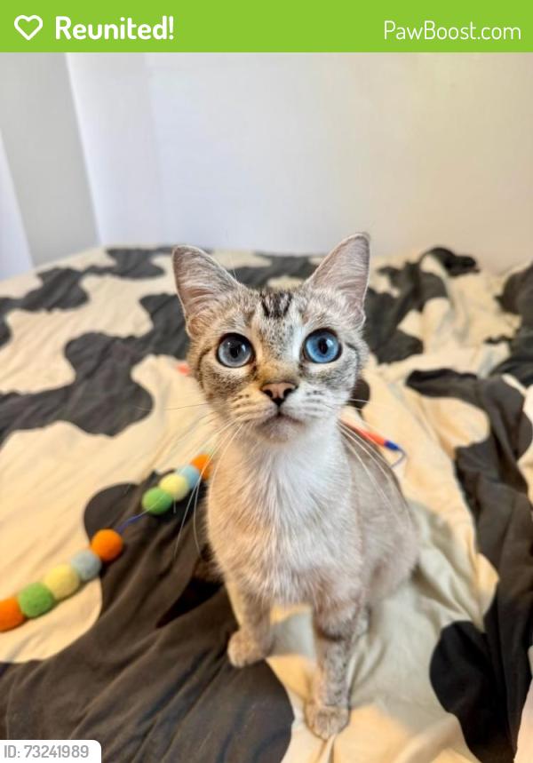 Reunited Female Cat last seen Angelus Ave & Reservoir St, Los Angeles, CA 90026