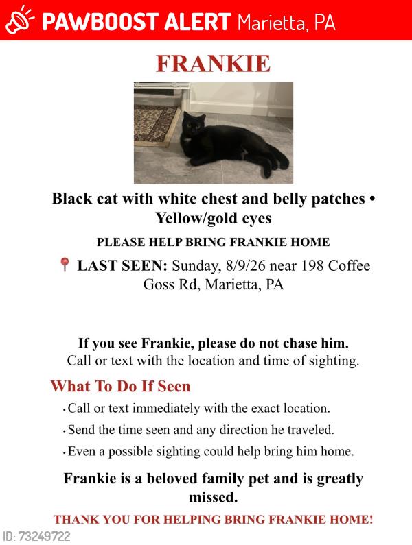 Lost Male Cat last seen Farm corn field across the street, rest of the neighborhood behind, Marietta, PA 17547