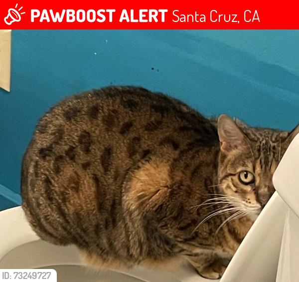 Lost Female Cat last seen King street and mission street, Santa Cruz, CA 95060