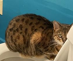 Lost Female Cat last seen King street and mission street, Santa Cruz, CA 95060