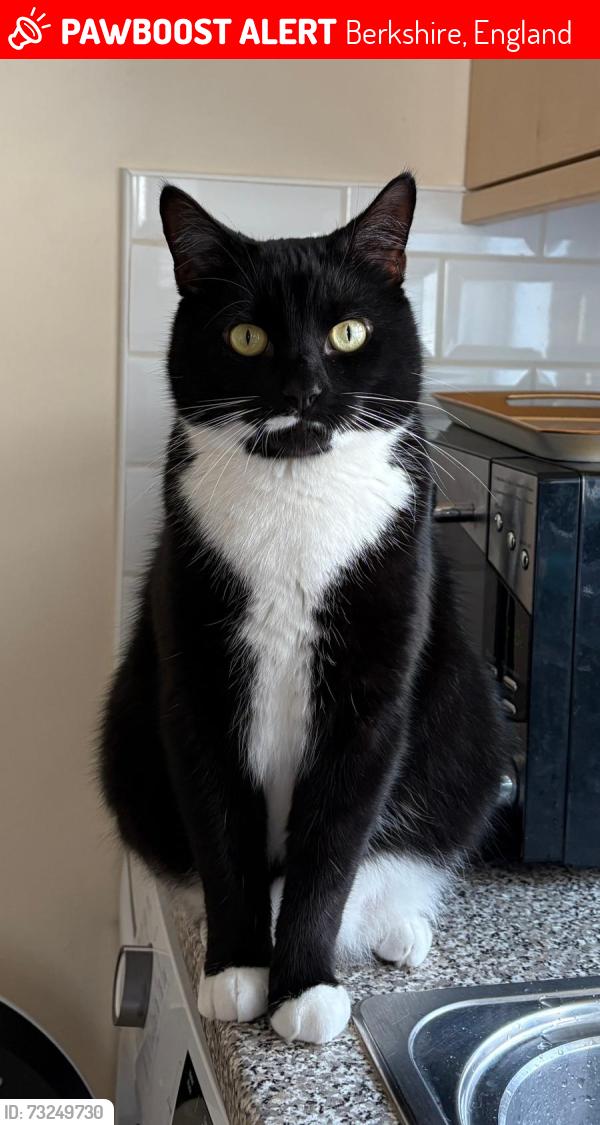 Lost Male Cat last seen St Luke’s road, Maidenhead, Berkshire, England 