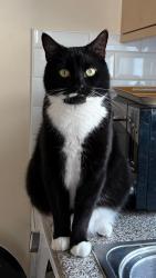 Lost Male Cat last seen St Luke’s road, Maidenhead, Berkshire, England 