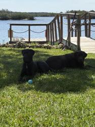 Reunited Male Dog last seen Oxford Ave n, St. Petersburg, FL 33710