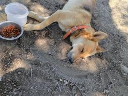 Lost Female Dog last seen Clay banks river access Elmanto drive, Rancho Cordova, CA 95670