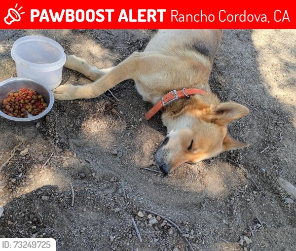 Lost Female Dog last seen Clay banks river access Elmanto drive, Rancho Cordova, CA 95670