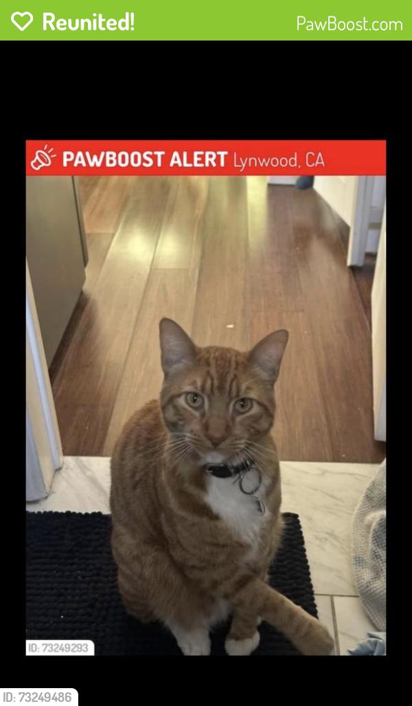 Reunited Male Cat last seen Ruth street and imperial, Lynwood, CA 90262