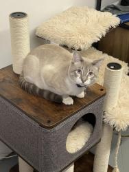Lost Male Cat last seen Hb memorial hall, Huntington Beach, CA 92648