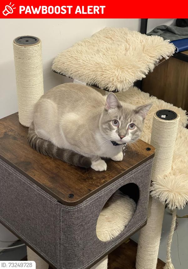 Lost Male Cat last seen Hb memorial hall, Huntington Beach, CA 92648