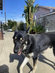 Reunited Male Dog last seen Ganahl st, Los Angeles, CA 90033