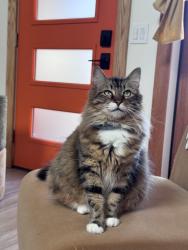 Lost Female Cat last seen King & Mission, Santa Cruz, CA 95060