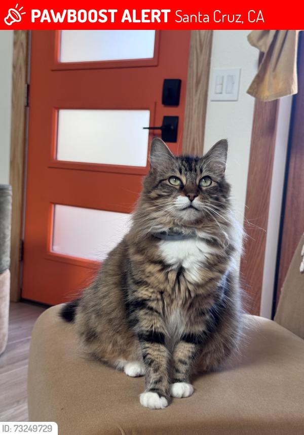 Lost Female Cat last seen King & Mission, Santa Cruz, CA 95060