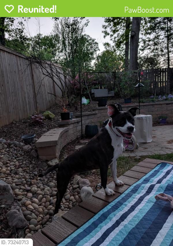 Reunited Female Dog last seen Old landing way burke va 22015, Burke Centre, VA 22015