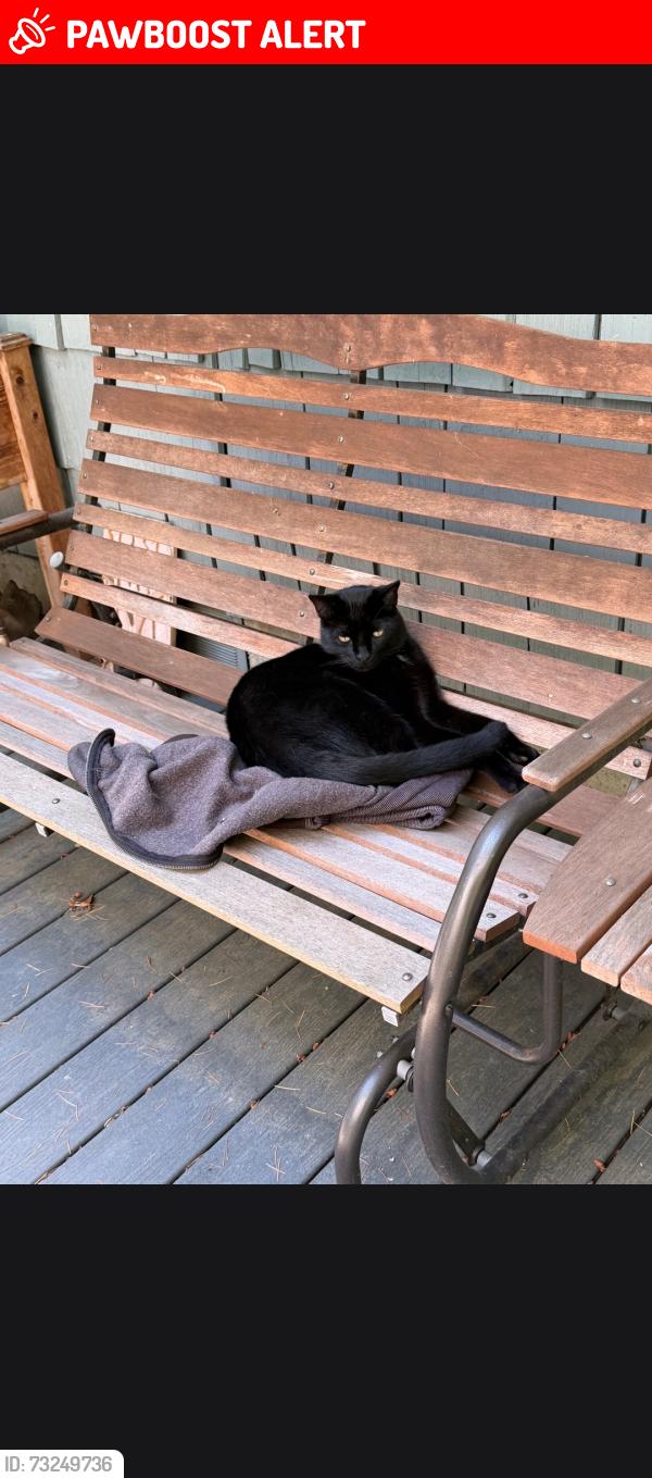 Lost Male Cat last seen Near Slavic church between Hemmi and King tut, Whatcom County, WA 98226
