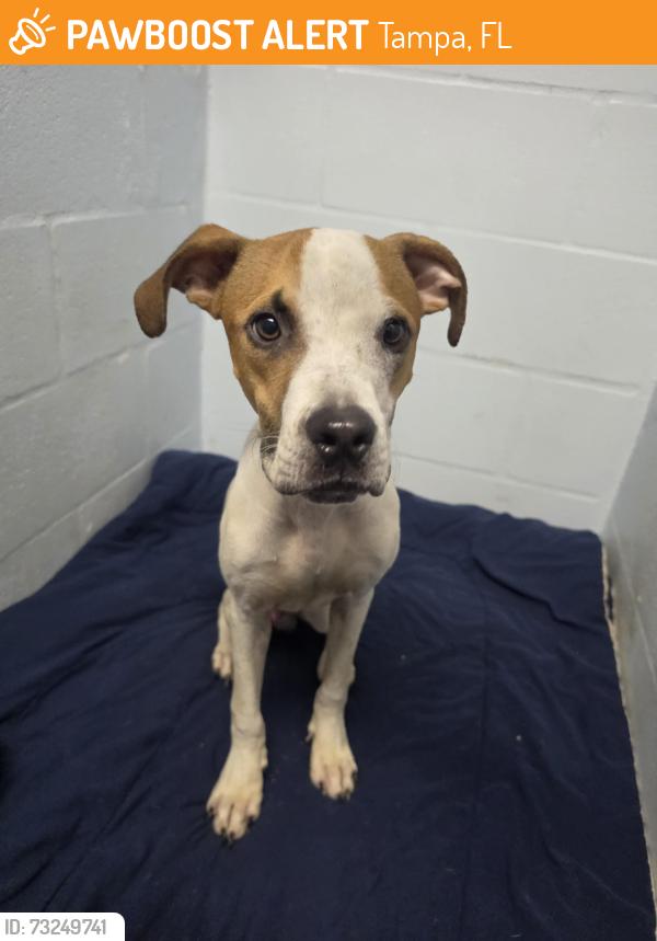 Found/Stray Male Dog last seen Altman st + E Bougainvillea ave, Tampa, FL 33612