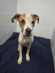 Found/Stray Male Dog last seen Altman st + E Bougainvillea ave, Tampa, FL 33612