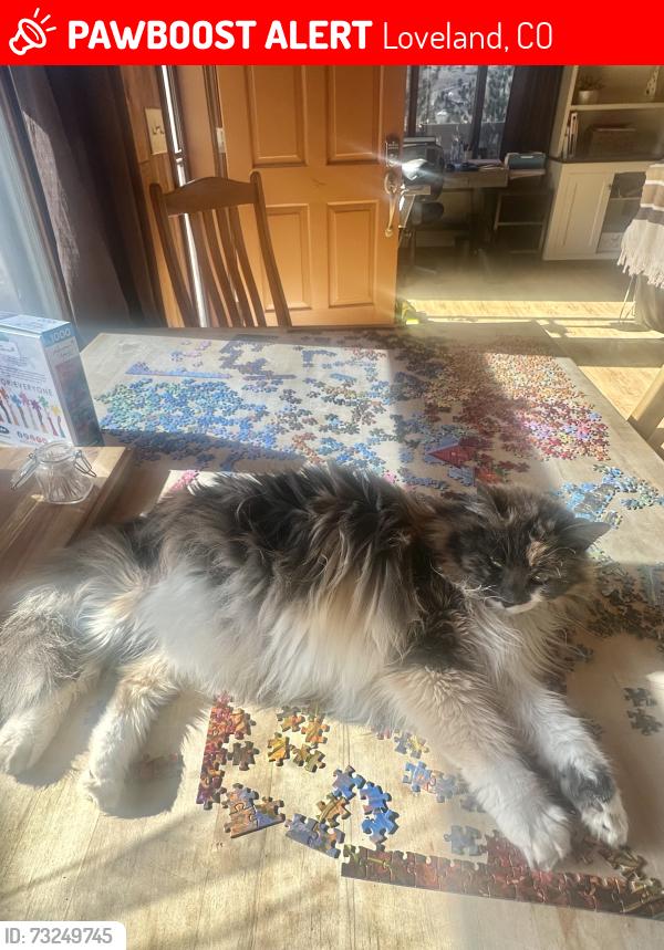 Lost Female Cat last seen Near Pfitzer Road, Glades West - Loveland, Loveland, CO 80538